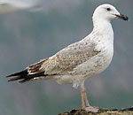 2cy Caspian Gulls - Larus cachinnans