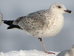 3cy Herring Gulls - Larus argentatus