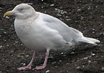 Glaucous Gull - Larus hyperboreus