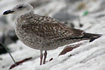 2cy Herring Gulls - Larus argentatus