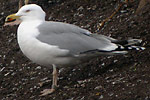 (near-)adult Herring Gulls - Larus argentatus