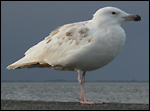 Other gulls