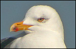 Yellow-legged x Lesser Black-back Gull - Geelpoot- x Kleine Mantelmeeuw - Larus michahellis x fuscus