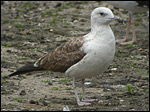 Baltic Gull - Baltische Meeuw - Larus fuscus