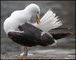 Gulls in Amsterdam