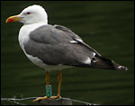 Lesser Black-backed Gull - Larus fuscus
