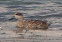 Marbled Duck